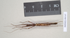 CollectionObject 1563725; 897708d2-cd7d-43bb-9d6c-5b3b03757761: copyright Natural History Museum, London. male (paratype). (CollectionObject).;CollectionObject 1563726; b4f219c2-e3ce-4411-8fe1-0bdd27be7058: copyright Natural History Museum, London. male (paratype). (CollectionObject).