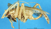 CollectionObject 1507194; 1343d201-f48f-4fa8-ab67-a42e4a0467a0: female, lateral view. (CollectionObject).