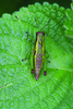 Altiusambilla modicicrus (Karsch, 1896): female. (Otu).