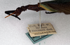 CollectionObject 1560638; NMW 92, 62823667-d3d6-4adb-b94c-cb1e85b25f68: copyright NMW. male, lateral view (holotype). (CollectionObject).