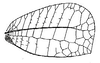 Wattenwyliella dispar Carl, 1914: Fig. 237. female right tegmen (37-40 mm). (Otu).