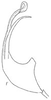 Aedeagus, lateral view on Chaparea albigena Linnavuori, 1959: Aedeagus, lateral view. (Observation).