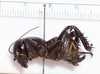 CollectionObject 1522753; ec0102b4-e683-4fe6-b561-7bcc691599bc: female, lateral view (holotype). (CollectionObject).
