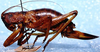 Liparoscelis pallidispina Stål, 1873: female, lateral view. (Otu).