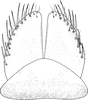 Subgenital plate Depicts Subgenital plate, an Observation.