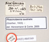 CollectionObject 1563705; NHMUK(SF IMPORT DUPLICATE) BMNH#845349, 383cc2a5-0e45-4be8-8134-ff451259e2ee: copyright Natural History Museum, London. female, data labels [including original identification] (holotype). (CollectionObject).