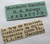 CollectionObject 1521065; fc63e133-8bb6-424d-9032-1636695300bb: Image Cigliano, M.M. labels (paratype). (CollectionObject).