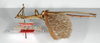CollectionObject 1558924; 27f761d0-f98a-4c1e-9181-011cbf63bbdf: copyright ZMB, Berlin. male, lateral view (holotype). (CollectionObject).
