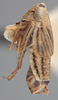 Habitus, lateral view on Athysanella (Amphipyga) longicauda Beirne, 1955: Lateral. (Observation).