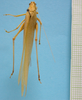 CollectionObject 1542916; DEES MZLQ-I0045', ed02e839-9c01-408c-89f4-6f873af34448: female dorsal view (syntype of Anaulacomera dimidiata). (CollectionObject).