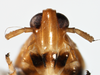 Head: !! display not done !! on Pissonotus piceus (Van Duzee, 1894): (Observation).