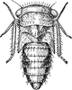 Nymph: !! display not done !! on Colladonus brunneus (Osborn, 1915): (Observation).