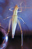 Oecanthus bakeri Collins & van Den Berghe, 2014: adult female. (Otu).
