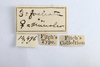Other: !! display not done !! on Telamona fasciata Fitch, 1851: (Observation).