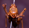 CollectionObject 1541576; bbdb4b11-b975-4a6d-ad27-ecf80d118c53: female, frontal view (topotype). (CollectionObject).