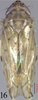 Habitus, dorsal view: !! display not done !! on Neolimnus (Neolimnus) egyptiacus (Matsumura, 1908): (Observation).