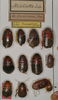 Ateloblatta cambouini Saussure, 1891: Copyright Paul Brock. Naturhistorisches Museum Wien (Vienna) collection. (Otu).