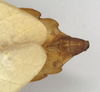 CollectionObject 1561206; NHMUK(SF IMPORT DUPLICATE) 845231, 017ea3bc-4a32-4789-b6c8-71a8bd68f4b1: copyright Natural History Museum, London. female: end of abdomen, dorsal view (holotype). (CollectionObject).
