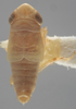 Habitus, dorsal view on Athysanella (Athysanella) salsa Ball & Beamer, 1940: Dorsal - Male. Paratype. (Observation).