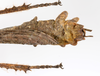 CollectionObject 1590151; b4bef1b9-2b4f-45c3-9e47-a7b544ef986c: copyright ZSMC, Munich. male: end of abdomen, dorsal view (holotype). (CollectionObject).