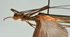 CollectionObject 1560956; USNM(SF IMPORT DUPLICATE) 7347, 4694a9f3-df5d-4c96-bbbc-33bf272a8dd3: copyright USNM, Washington. male Stratocles multilineatus: head & thorax, lateral view. (CollectionObject).