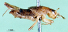 CollectionObject 1500732; c1764ff6-18c3-44d0-805e-cc724f1283aa: male, lateral view (holotype). (CollectionObject).