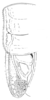Brachyteleutias steinbachi (Bruner, 1915): original drawing. male pronotum and left tegmen, dorsal view (specimen in ANSP collection). (Otu).