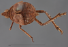 Habitus, dorsal view: !! display not done !! on Orgerius rhyparus Stål, 1859: (Observation).