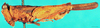 CollectionObject 1567566; 1c0a00a7-4076-4246-a1d6-217c015b7a8c: male, lateral view. (CollectionObject).
