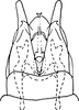 Subgenital plate, ventral view on Dikraneura (Dikraneura) serrata DeLong & Caldwell, 1937: Subgenital plates. (Observation).