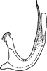 Aedeagus, lateral view on Eupteryx (Eupteryx) longicephala Dworakowska, 1979: Aedeagus, lateral view. (Observation).