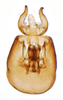 Pygofer, ventral view: !! display not done !! on Pissonotus divergens Bartlett, 2000: (Observation).