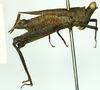 CollectionObject 1532591; dacc0729-6ff4-49ff-b72f-b183181c0f86: female, lateral view (holotype). (CollectionObject).