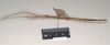 CollectionObject 1563706; 695e8e05-fbfe-44c1-bfcb-349333f54181: copyright Natural History Museum, London. (CollectionObject).