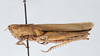 CollectionObject 2856578; CNCI 981366, 300931a5-63f9-44ef-a5a1-96f69312c4b0: Phlaeoba infumata. Lateral view. (CollectionObject).