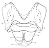 Physophorina livingstonii Westwood, 1874: Fig. 29.2. phallic complex, dorsal view. (Otu).