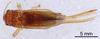 CollectionObject 1962389; f983acd4-295c-4e5a-9e62-2299a45cf8db: Female, dorsal view (paratype). (CollectionObject).