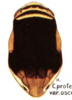 Habitus, dorsal view on Clastoptera osceola Ball, 1927 now Clastoptera proteus Fitch, 1851: (Observation).