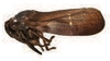 Habitus, lateral view on Tomaspisinella (Tomaspisinella) parva Lallemand, 1927: (Observation).