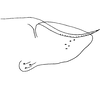 Pygofer, lateral view: Pygofer, lateral view. (Observation).