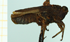 CollectionObject 1587004; 7f3e1e5a-1ffd-4b43-8425-bb7f80abe960, NHMUK010924802: male, lateral view (paratype of Apotettix eurycephalus). (CollectionObject).
