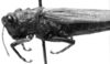 Conometopus ochraceus Blanchard, 1851: Image Carbonell, C.S. male (?), lateral view. (Otu).