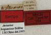 CollectionObject 1535133; 2a4eeb6d-2f99-4f01-89ea-409eebf93663: labels (male syntype). (CollectionObject).