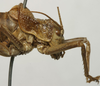 CollectionObject 1534981; 7a1d286d-6e9c-4a7e-bd62-dd0b51c81216: male pronotum, lateral view (syntype). (CollectionObject).