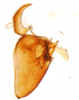 Pygofer, lateral view: !! display not done !! on Pissonotus piceus (Van Duzee, 1894): (Observation).