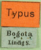 CollectionObject 1502138; 5bcf3e3c-679e-42a4-9732-e1a43b279466: labels (paralectotype of Agriacris picticollis). (CollectionObject).
