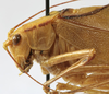 CollectionObject 1541673; c8520d7e-06b1-487d-8d4d-75c326ab3b23: male pronotum, lateral view (paratype of Catoptropteryx latipennis). (CollectionObject).