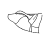 Leiotettix politus Rehn, 1913: Fig. 15 (after type). male abdomen tip, lateral view. (Otu).