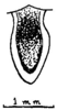 Anaulacomera (Anaulacomera) acutangulata Márquez Mayaudón, 1965: Fig. 13 (after holotype). male supra-anal plate, dorsal view. (Otu).