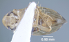 Habitus ventral view: !! display not done !! on Xestocephalus similis Peters, 1933: (Observation).